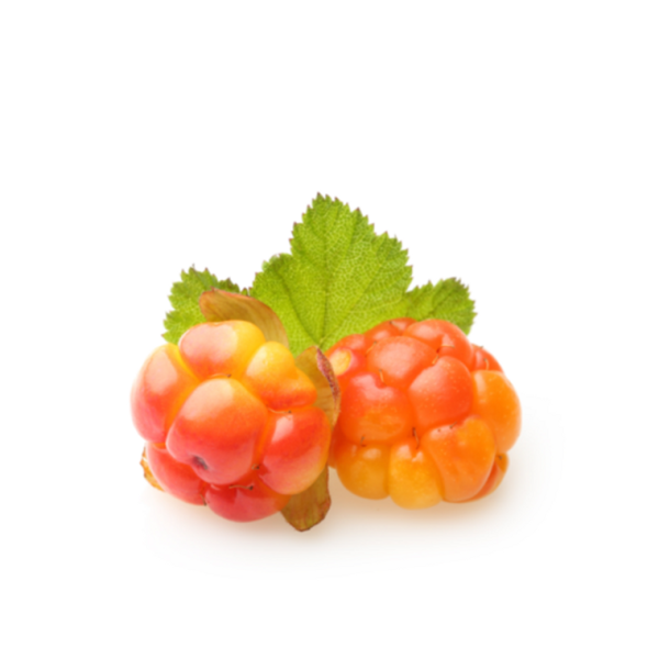 Морошка ягода куст