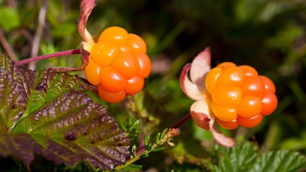 Ягода Морошка на прозрачном фоне