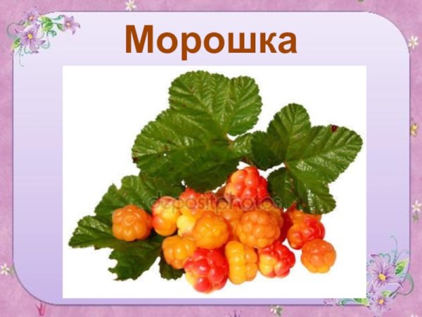 Морошка ягода вектор