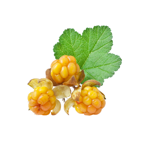 Морошка обыкновенная