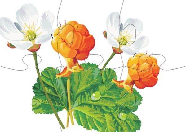 Морошка на белом фоне