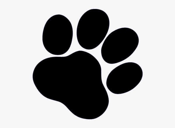 След лапы собаки