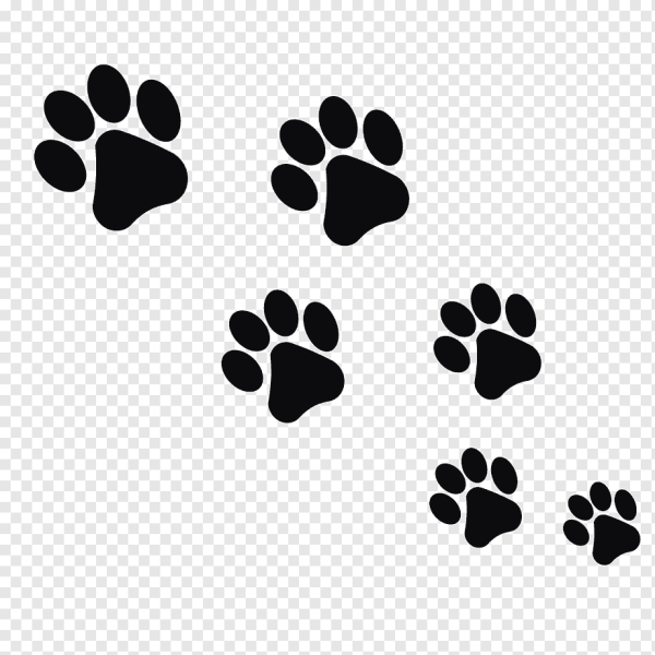 Отпечатки лап животных