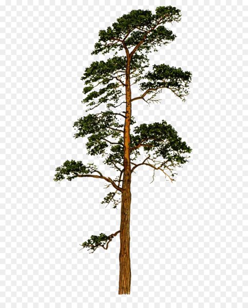 Дерево сосна