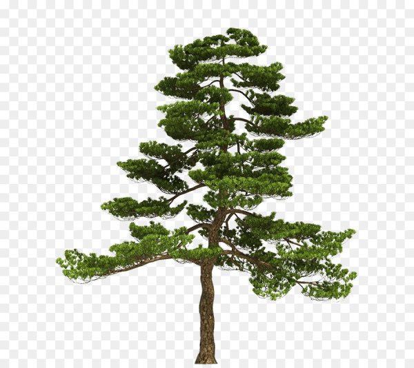 Сосна на белом фоне