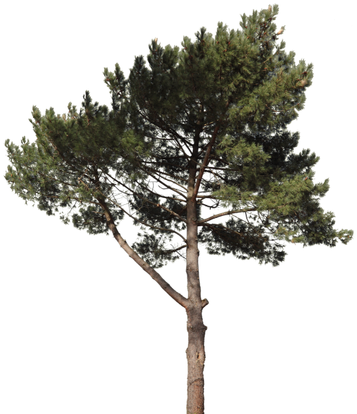 Сосна на прозрачном фоне
