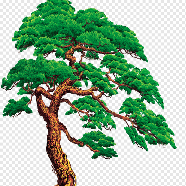 Сосна на прозрачной основе