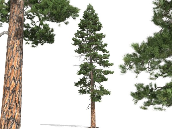 Дерево сосна