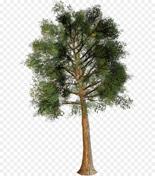 Хвойные деревья на прозрачном фоне