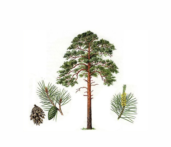 Дерево сосна для детей