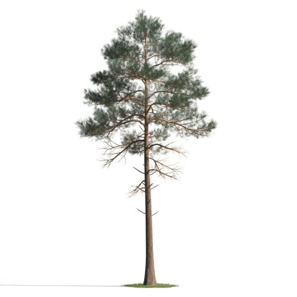 Дерево сосна