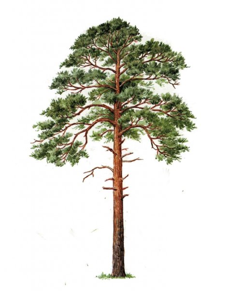 Сосна для детей