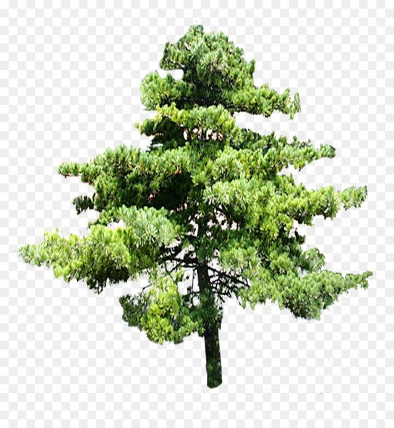 Дерево на белом фоне