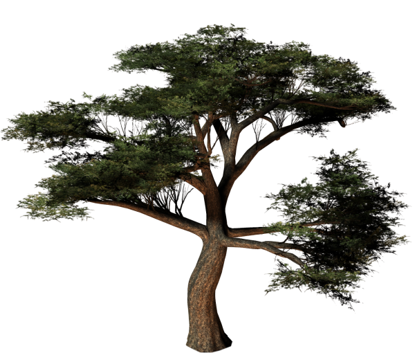 Высокие деревья на прозрачном фоне