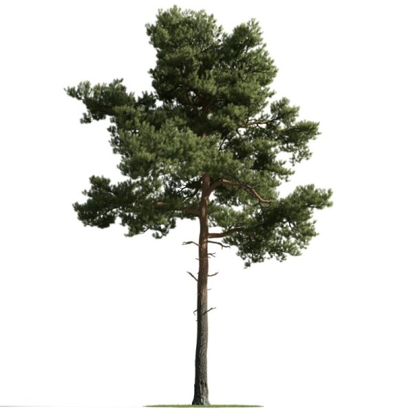 Evermotion Pinus pinea