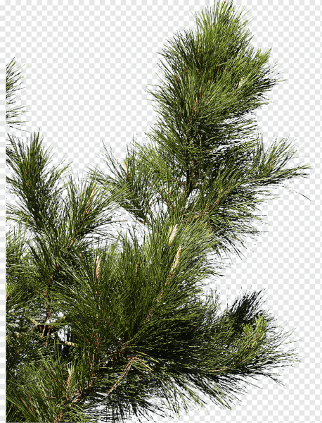 Сосна Кедровая ветка