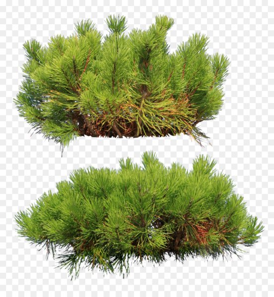 Ветка горной сосны