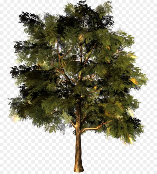 Прозрачное дерево