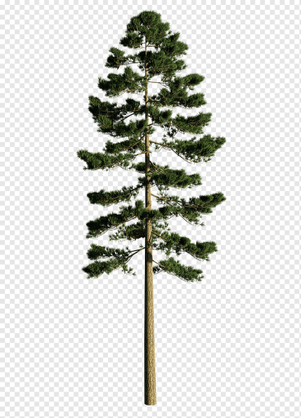 Сосна Кедровая Сибирская