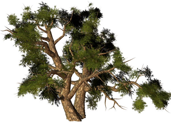 Сосна на прозрачном фоне