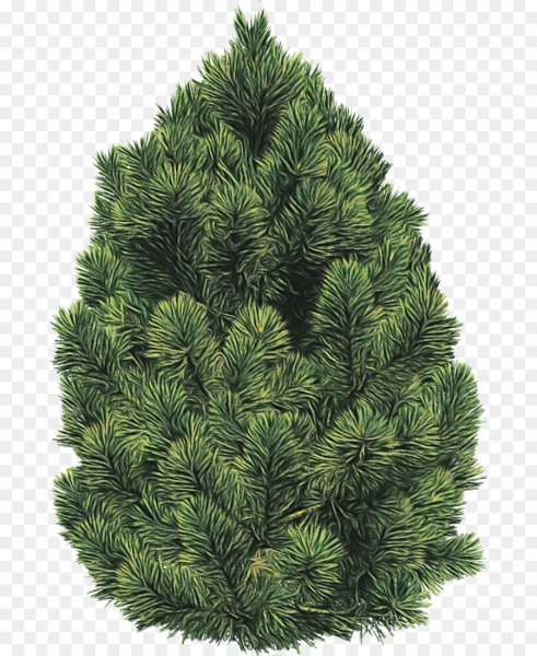 Хвоинки сосны