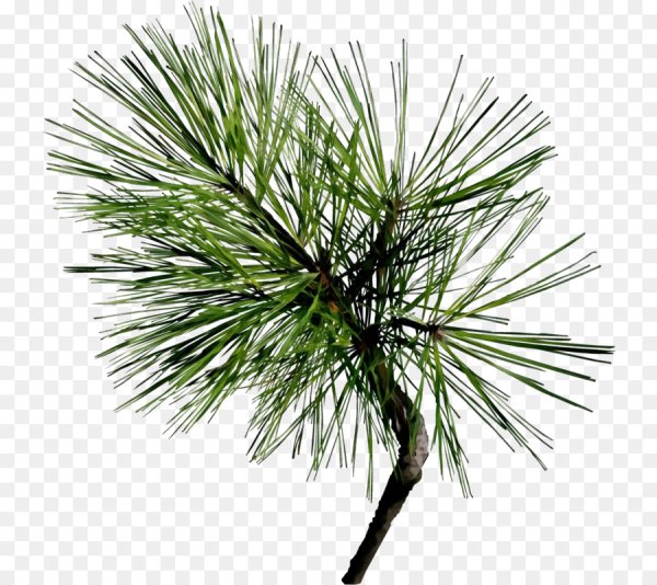 Сосна́ Сиби́рская Кедро́вая рисунок