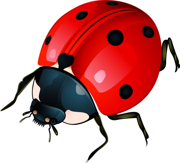 Ladybug Божья коровка