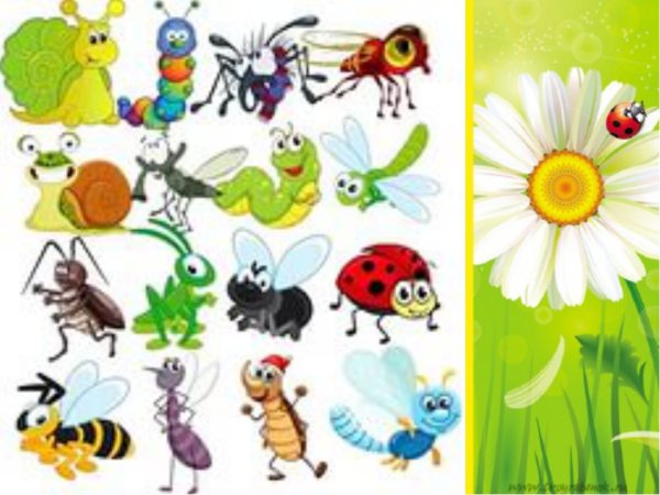 Веселые насекомые