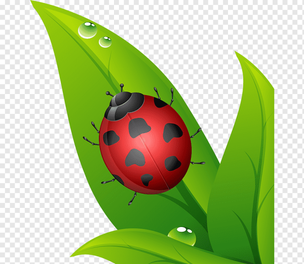 Божья коровка на листике