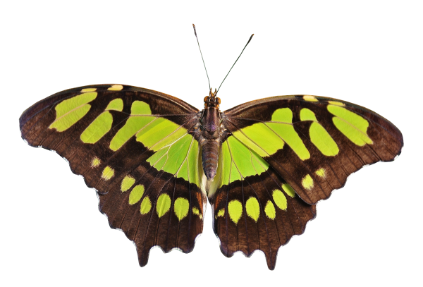 Насекомые без фона