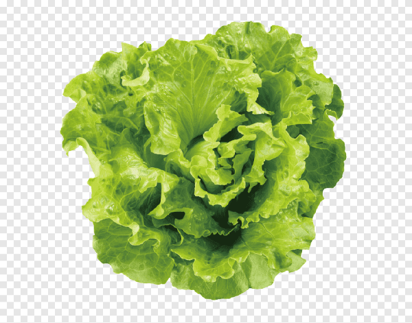 Листья салата