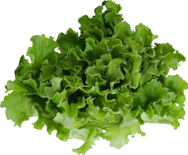 Зелень на прозрачном фоне