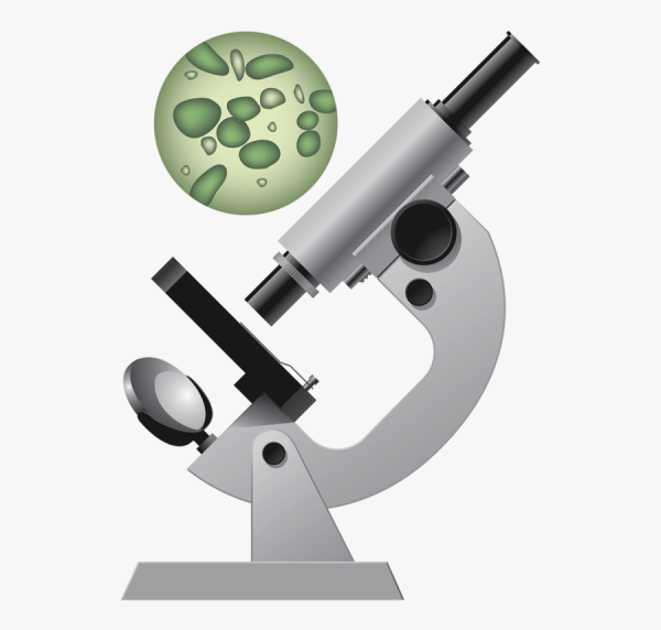 Бактерии в микроскопе