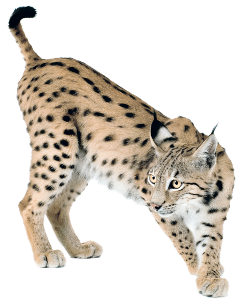 Бенгал Бобкэт