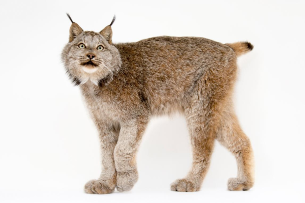 Каракал, пустынная Рысь