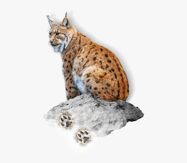 Рысь для детского сада