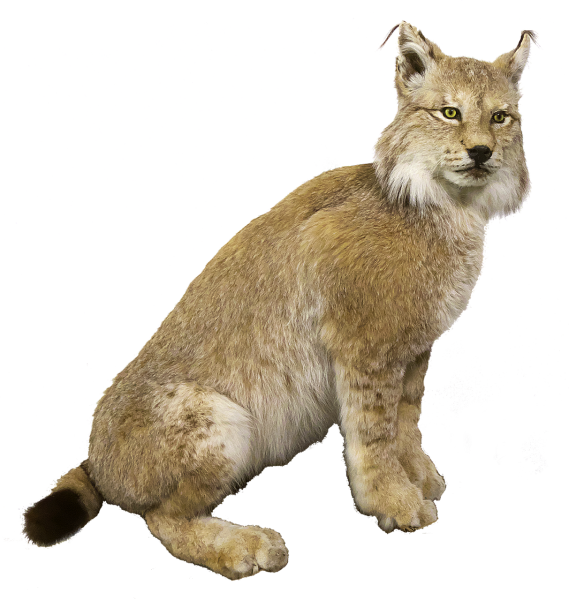 Евразийская Рысь