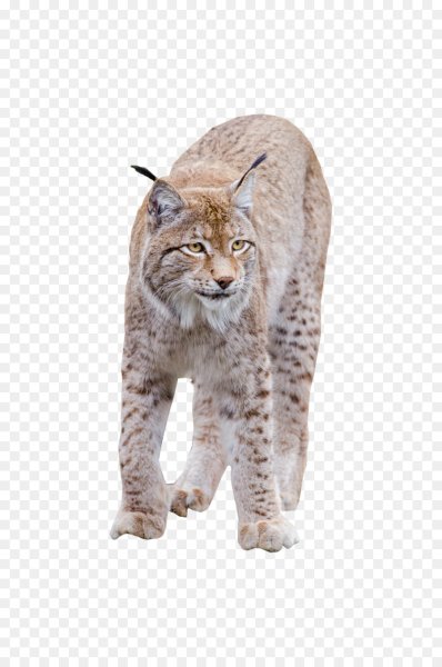 Рысь без фона