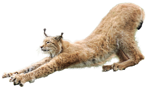 Рысь кошачьи