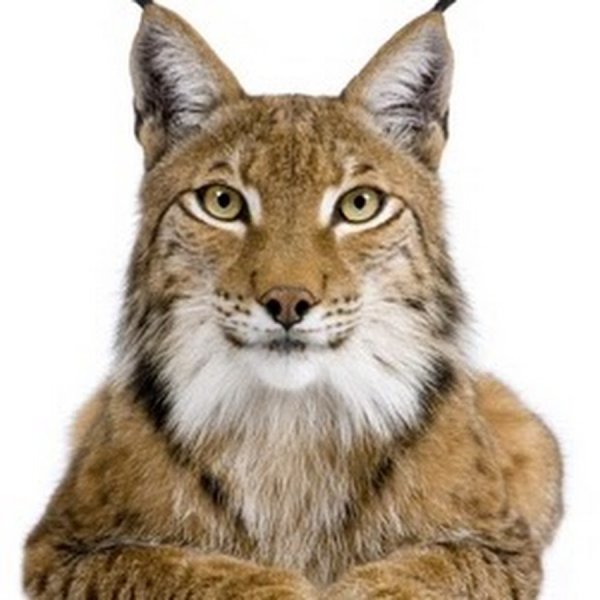 Рысь на белом фоне