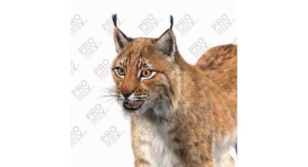 Рысенок вектор