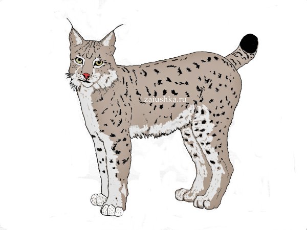 Рысь для детей