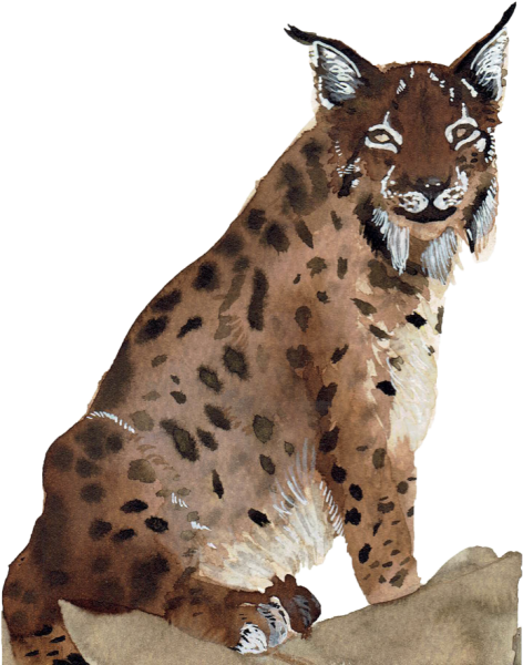 Рысь на белом фоне