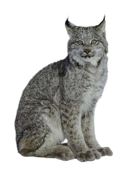 Рысь на прозрачном фоне