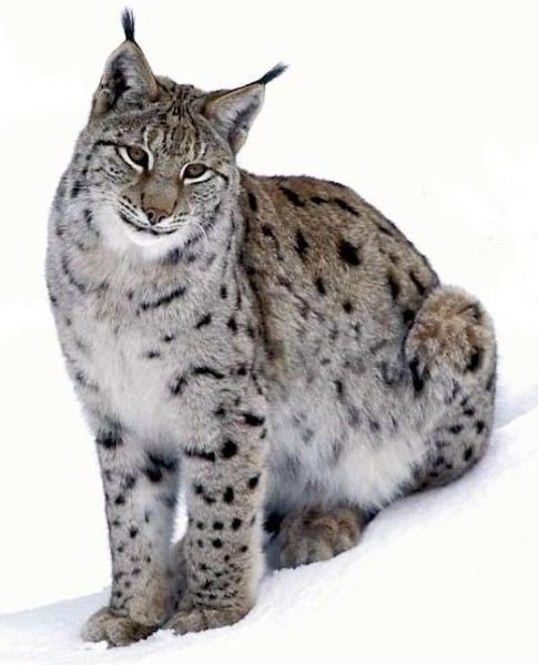 Оцелот кошка арт