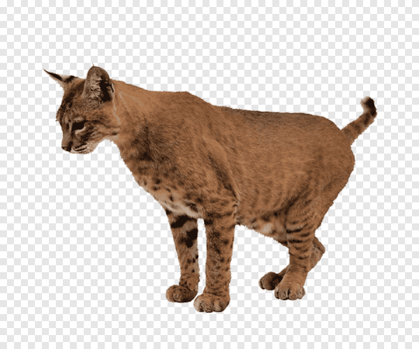 Рысь на белом фоне