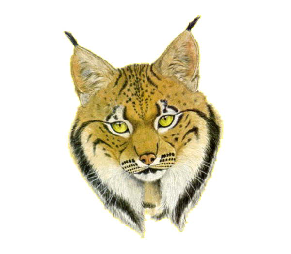 Рысь мультяшный