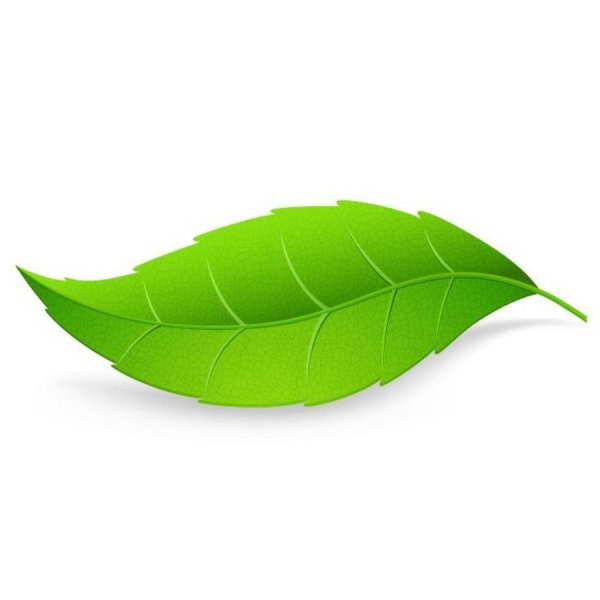 Зеленые листья на белом фоне