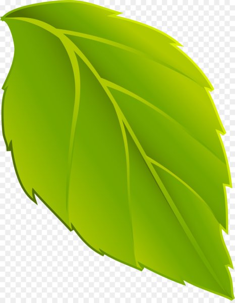 Зеленый листик