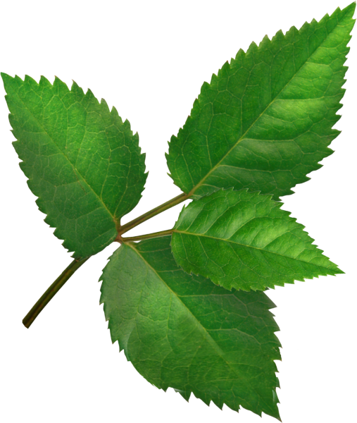 Листья розы